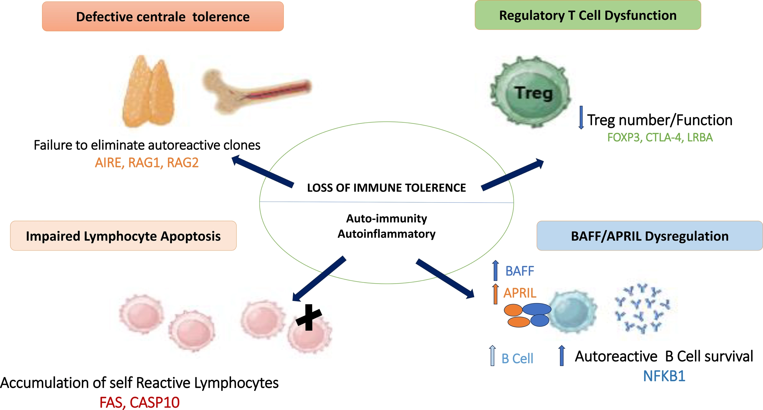 Diagram illustrating mechanisms leading to loss of immune tolerance and resulting autoimmunity, including defective central tolerance, regulatory T cell dysfunction, impaired lymphocyte apoptosis, and BAFF/APRIL dysregulation, with associated genes labeled throughout.