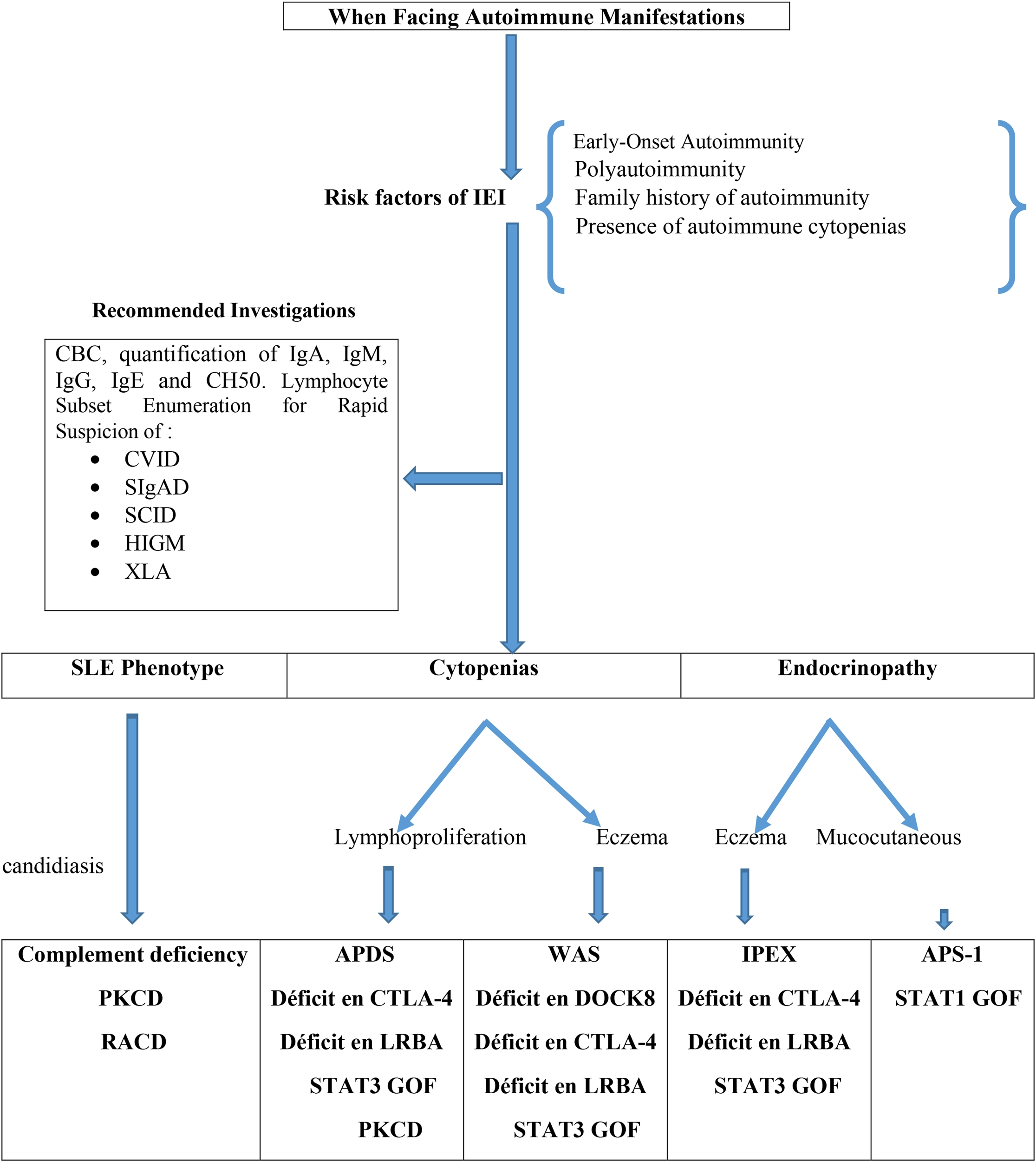 Flowchart outlining the diagnostic approach to autoimmune manifestations with risk factors for inborn errors of immunity, key investigations, and categorization into SLE phenotype, cytopenias, and endocrinopathy, further linked to specific immunological conditions and genetic deficiencies.