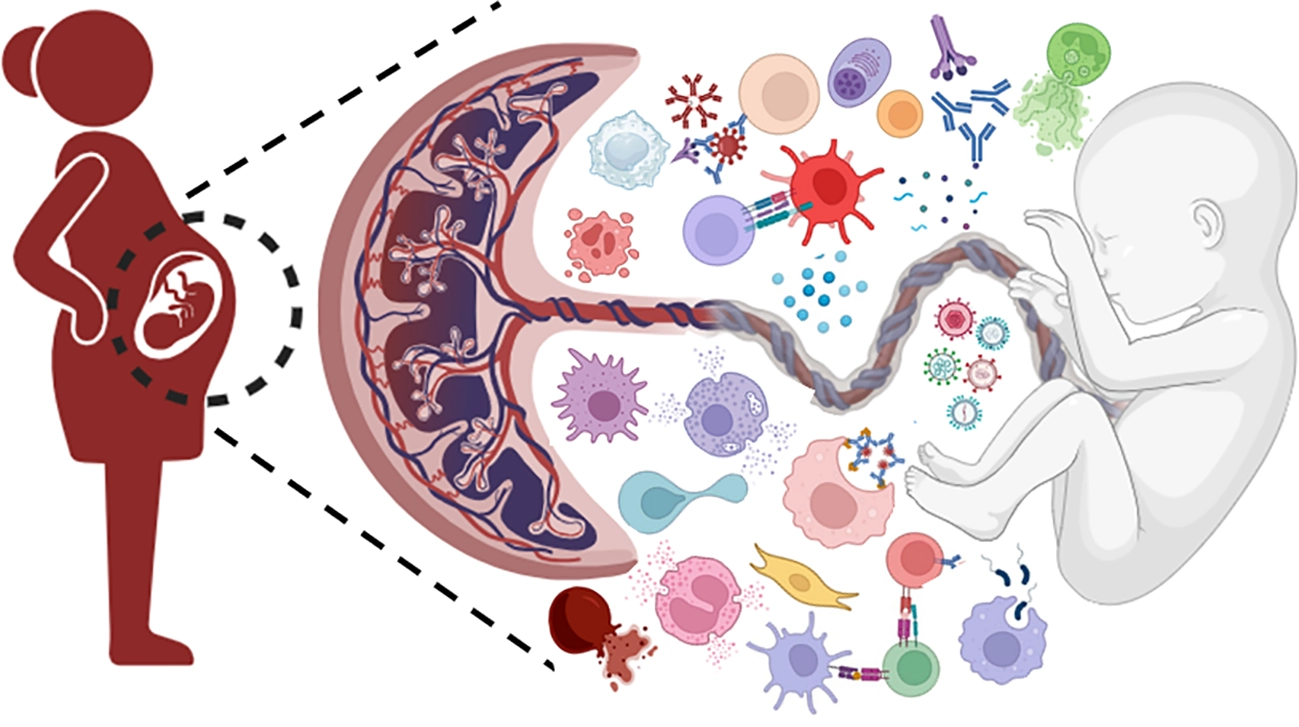 Illustration showing a pregnant figure with a fetus inside the womb, connected by dashed lines to a detailed cross-section of the placenta and umbilical cord, with various colorful immune cells and antibodies depicted transferring between mother and fetus.