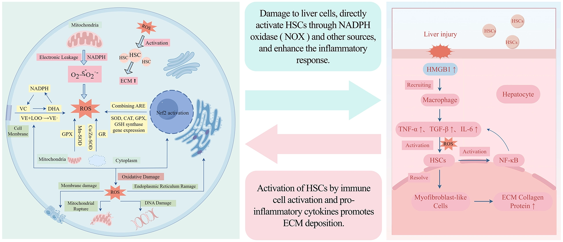 Infographic depicting liver cell damage leading to hepatic stellate cell activation via reactive oxygen species, NADPH oxidase, and inflammatory cytokines, resulting in mitochondrial dysfunction, DNA damage, and increased extracellular matrix collagen deposition.