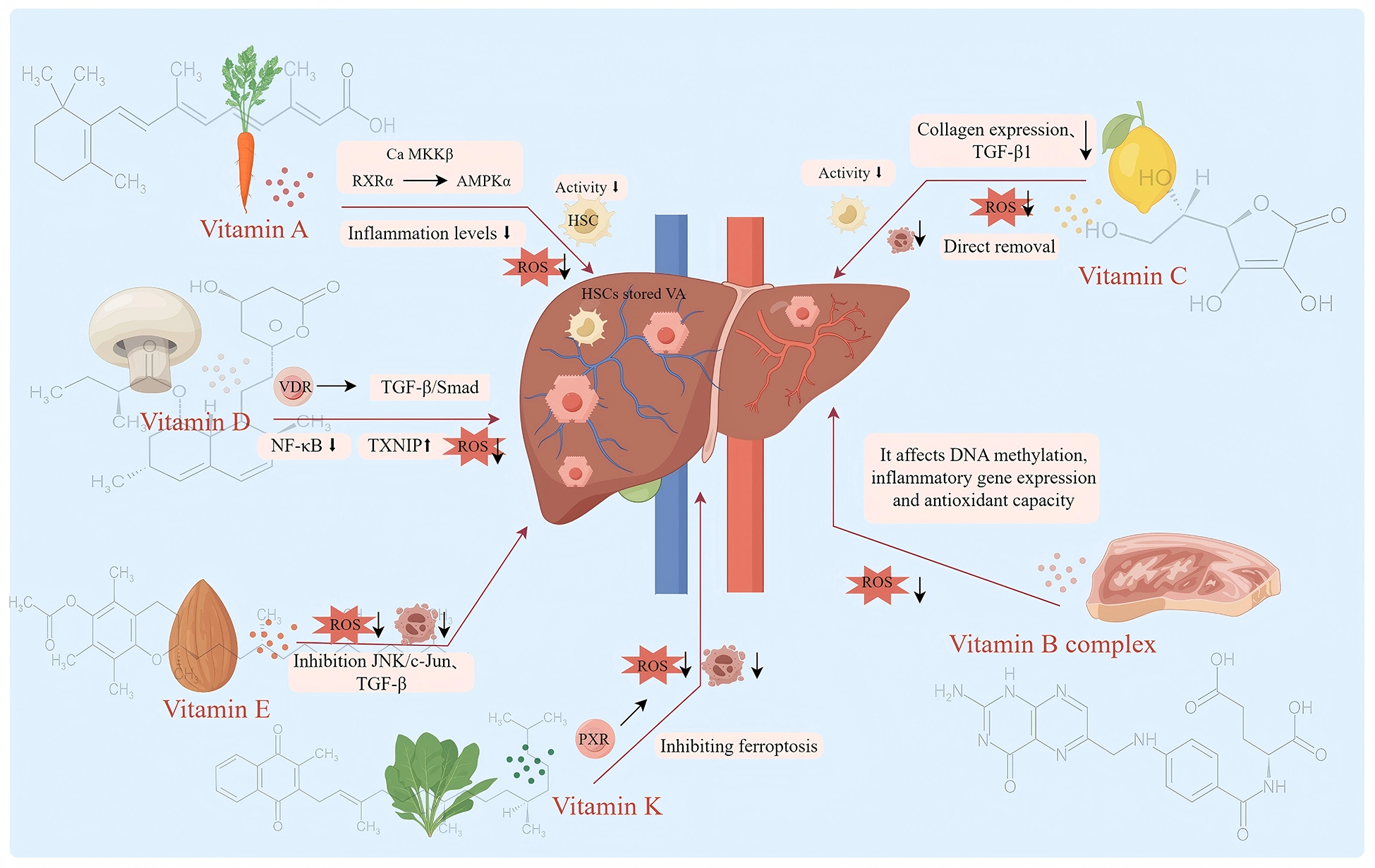 Infographic illustrating the effects of vitamins A, D, E, K, C, and B complex from foods like carrots, mushrooms, almonds, leafy greens, lemons, and meat on liver health, showing molecular pathways and reduction of oxidative stress and inflammation.