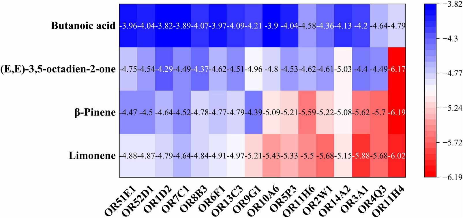 Heatmap showing four odorants (butanoic acid, (E,E)-3,5-octadien-2-one, β-pinene, limonene) on the y-axis and labeled olfactory receptor types on the x-axis. Color gradient represents values from -6.19 (red) to -3.82 (blue), with receptor responses varying by odorant.