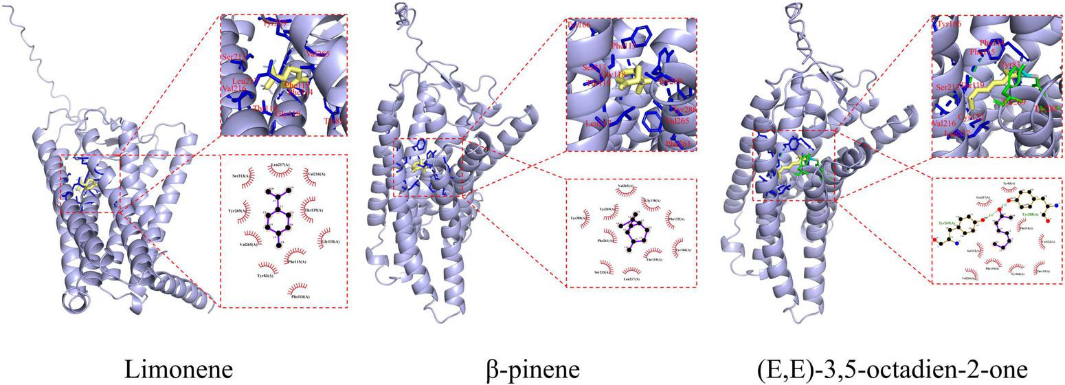 Three protein structure models are shown, each binding a distinct molecule: limonene, β-pinene, or (E,E)-3,5-octadien-2-one. Each model includes two close-up insets highlighting the binding pocket with molecular interactions and a 2D representation of the bound ligand.