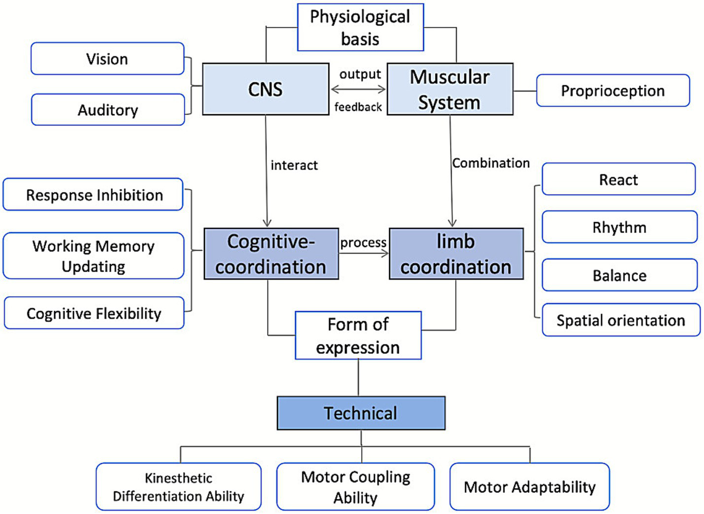 Flowchart illustrating the relationship between physiological and technical coordination. The central nervous system (CNS) interacts with the muscular system, leading to cognitive and limb coordination. Inputs include vision, auditory, response inhibition, working memory updating, cognitive flexibility, proprioception, react, rhythm, balance, and spatial orientation. The process results in technical forms of expression, including kinesthetic differentiation ability, motor coupling ability, and motor adaptability.