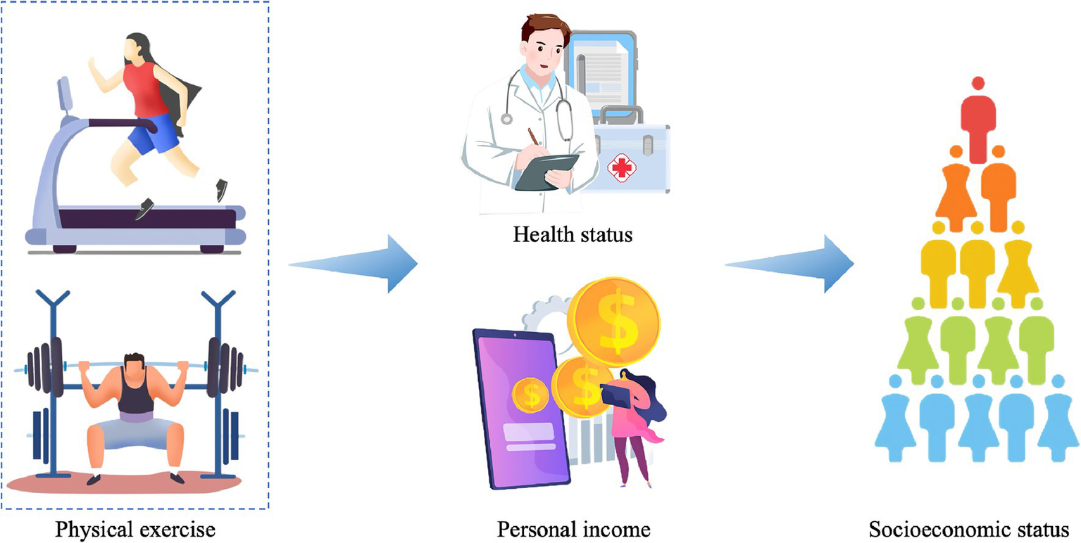 Illustration depicting the relationship between physical exercise, health status, personal income, and socioeconomic status. Left shows physical exercise with a person running and lifting weights. Arrows connect to a doctor representing health status, then to symbols of income, and finally, a pyramid of people illustrating socioeconomic status.