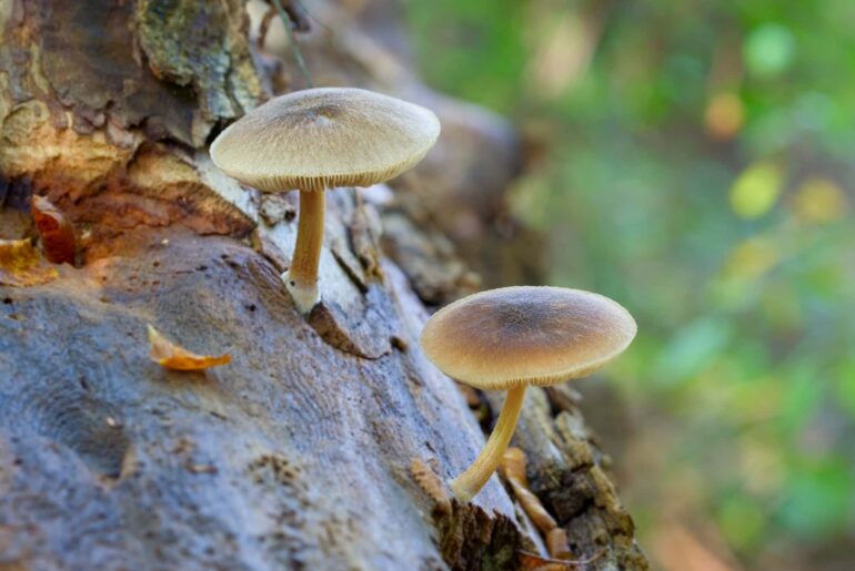 Fungal Supplement Improved COVID-19 Vaccine Response