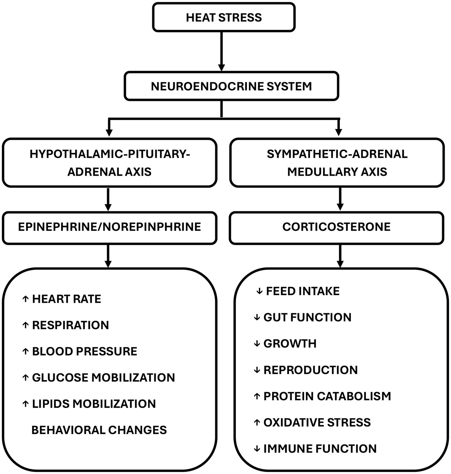 Flowchart depicting the effects of heat stress. Heat stress impacts the neuroendocrine system, divided into two axes: hypothalamic-pituitary-adrenal and sympathetic-adrenal medullary. The former releases epinephrine/norepinephrine, increasing heart rate, respiration, blood pressure, glucose and lipid mobilization, and causing behavioral changes. The latter releases corticosterone, resulting in reduced feed intake, impaired gut function and growth, impaired reproduction, protein catabolism, oxidative stress, and altered immune function.