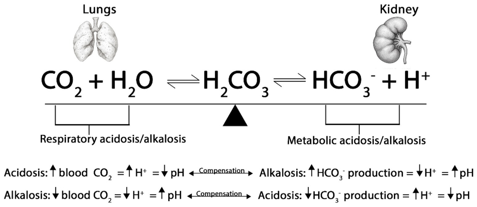 Chemical equation illustrating the balance between respiratory and metabolic processes, involving carbon dioxide, water, carbonic acid, bicarbonate, and hydrogen ions. Lungs and kidneys regulate acidosis and alkalosis. Changes in ${\text{CO}}_2$ and ${\text{HCO}}_3$ affect hydrogen ion concentration and pH, showing compensatory mechanisms for acidosis and alkalosis.