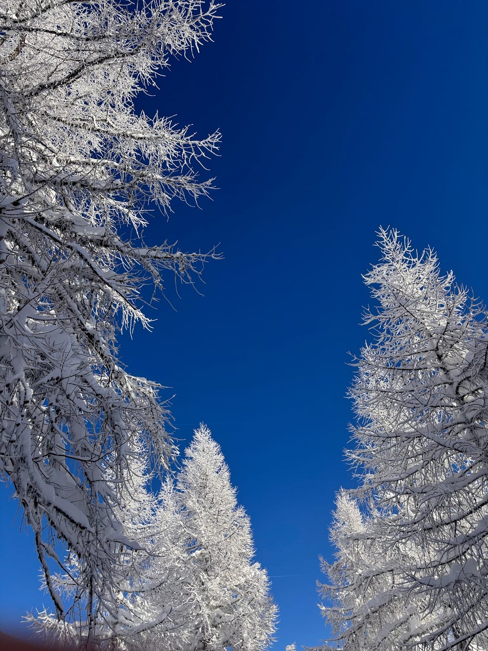 snowcovered trees against a clear blue sky girl powder retreat review