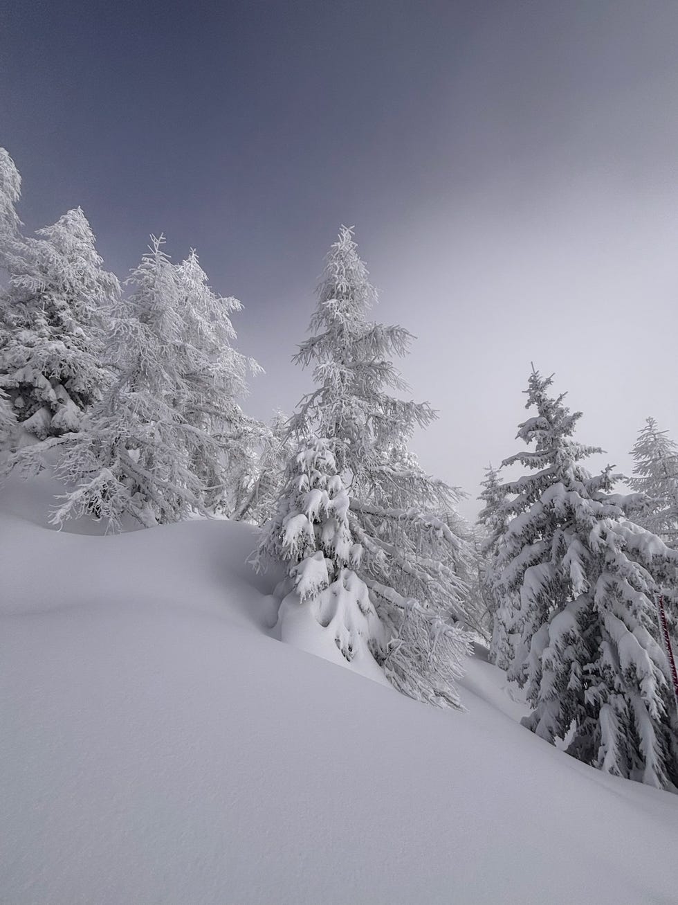 snowcovered trees in a winter landscape girl powder retreat review