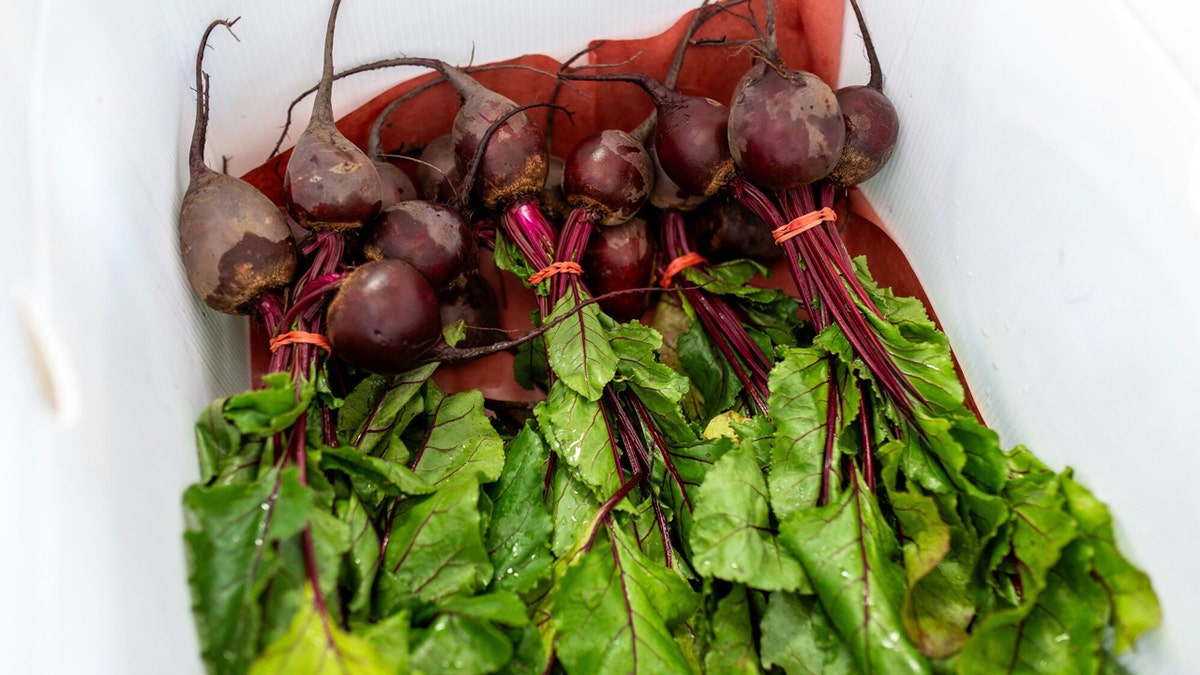 Group of harvested beets, with the greens on