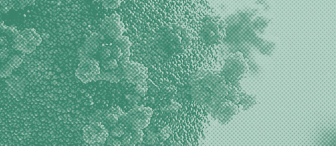 Mushroom Supplement Reduced COVID Vaccine Side Effects and Boosted Antibodies