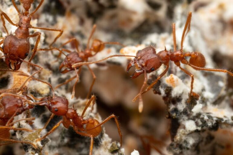 Rooted in Nature: A Bio-Inspired Strategy Using Bacteria to Enhance Plant Fitness