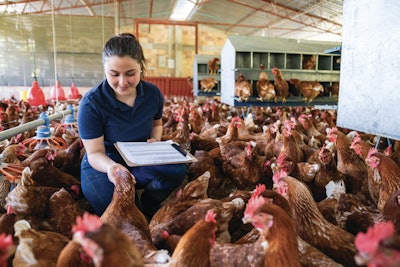 Genetics, management, and nutrition play outsized roles in helping hens achieve persistence with quality.