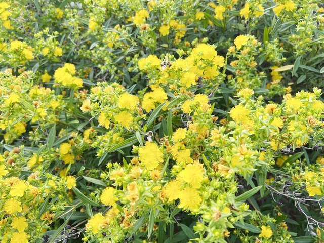 Boost your landscape’s beauty with a few bee-friendly shrubs