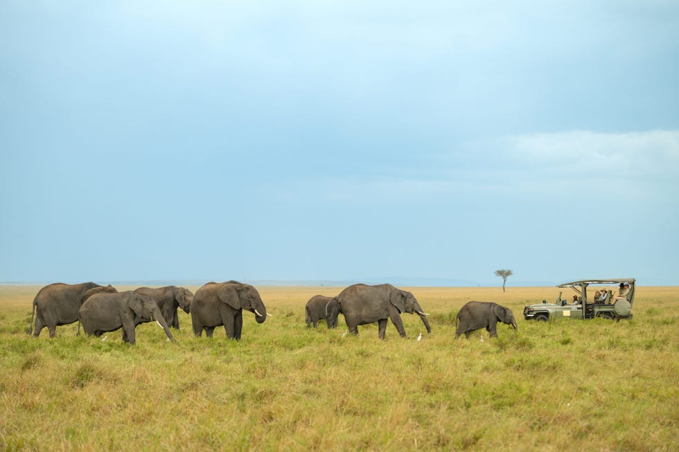 a herd of elephants and a safari vehicle in the maasai mara paradise plains kenya
