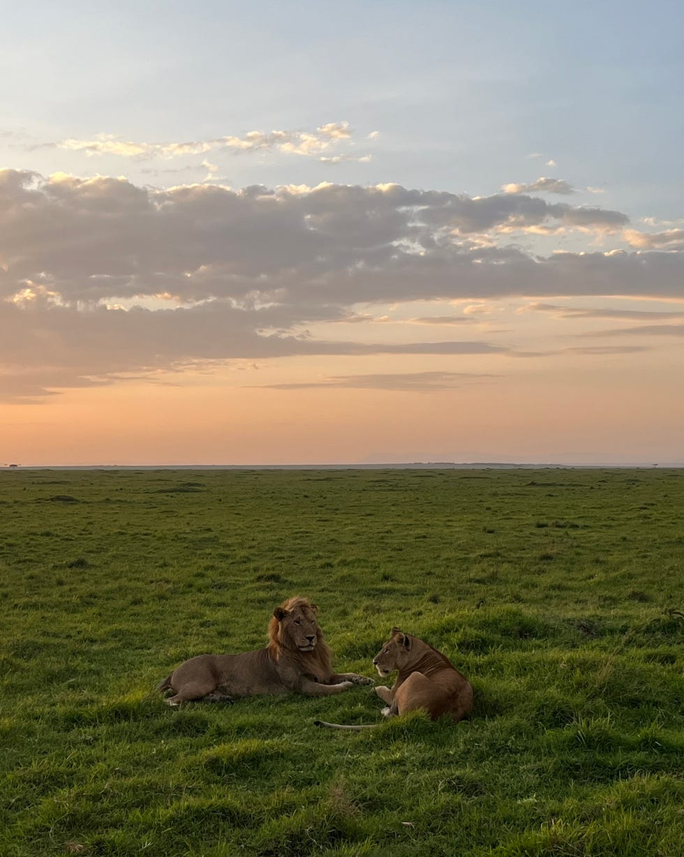 two lions resting on a grassy plain under a sunset sky paradise plains kenya