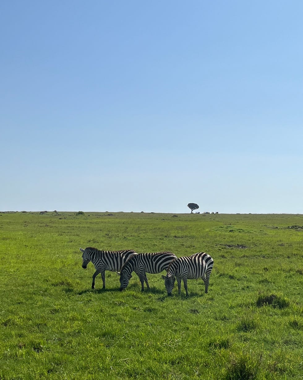zebras grazing in a grassy landscape with a tree in the background paradise plains kenya