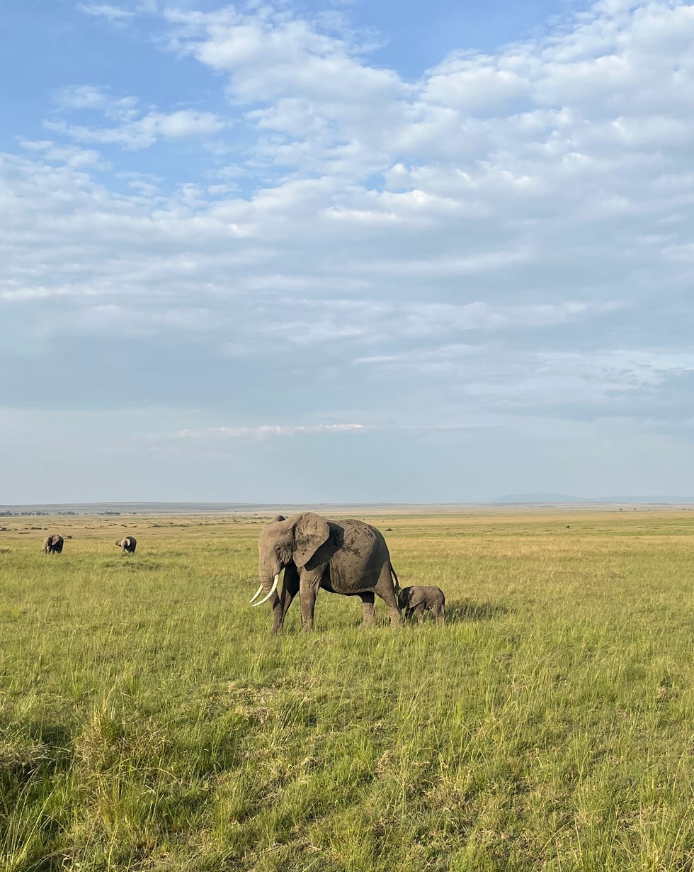 elephants grazing in a grassy landscape paradise plains kenya