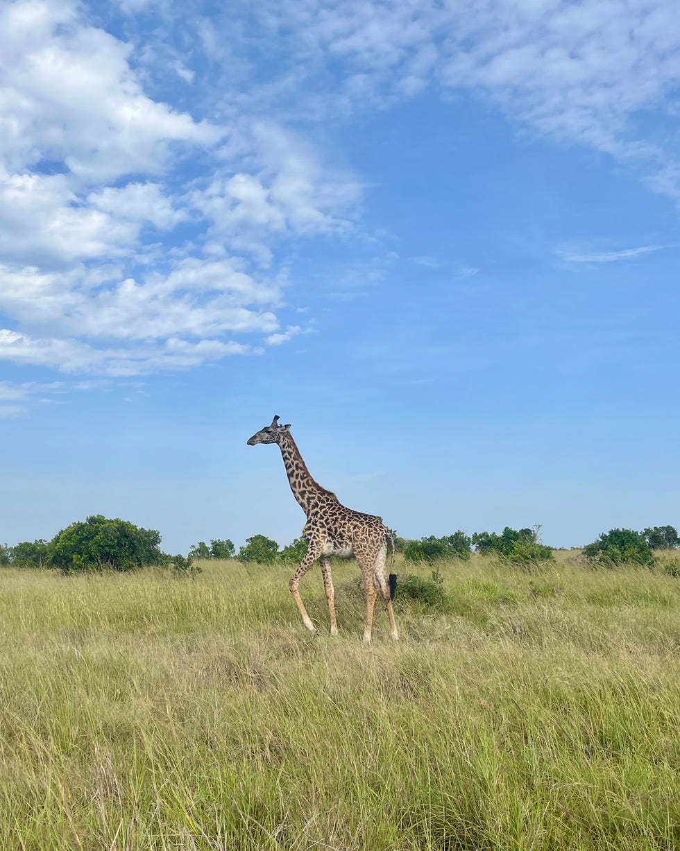 giraffe walking through tall grass under a clear blue sky paradise plains kenya
