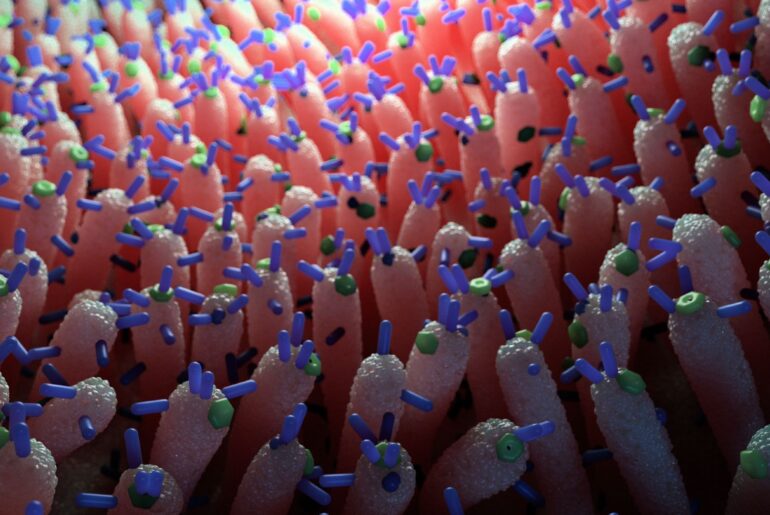 Viruses in the gut may help prevent blood sugar spikes, mouse study hints