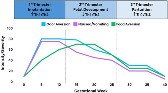 Graph of immune changes during pregnancy