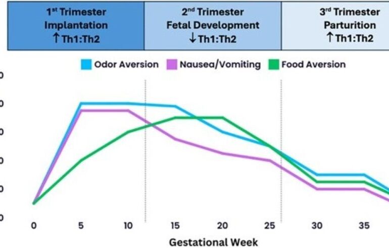 How Pregnancy Changes the Immune System