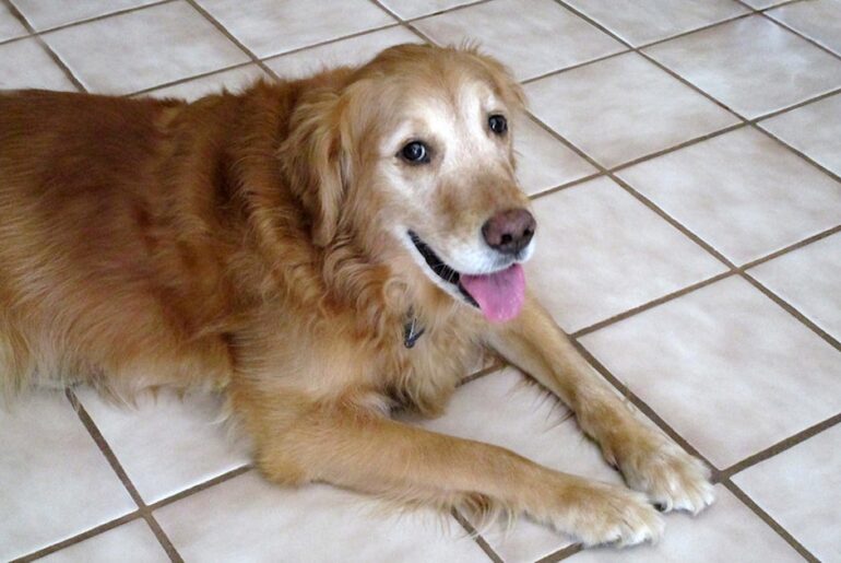 Senior pet nutrition guidelines lag behind longer lifespans