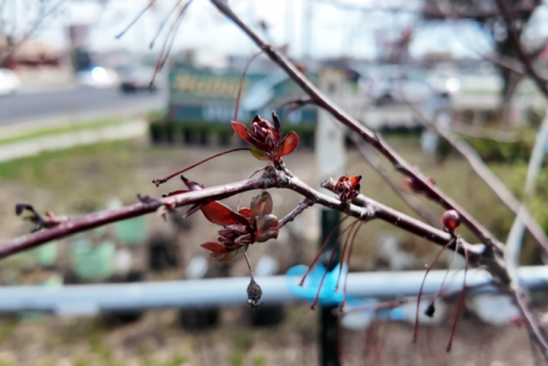 Spring blooms bring beauty and seasonal allergies