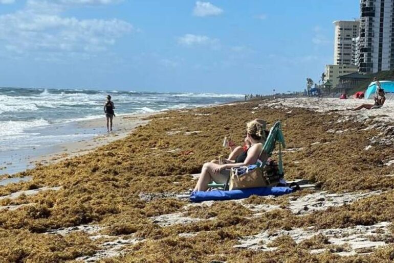 Researchers turn seaweed into a common processed food ingredient