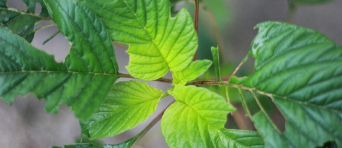 Nashville Black Wellness Collective launches Hike Day