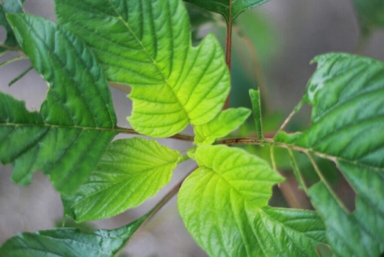 Nashville Black Wellness Collective launches Hike Day