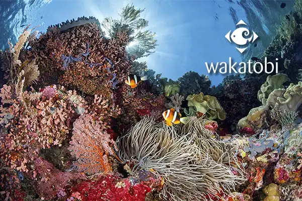 Unbelievable beauty - the magic of Wakatobi's house reef shallows
