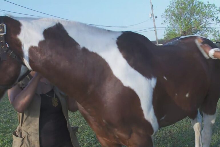 New Orleans wellness program uses horses to help people slow down and reconnect