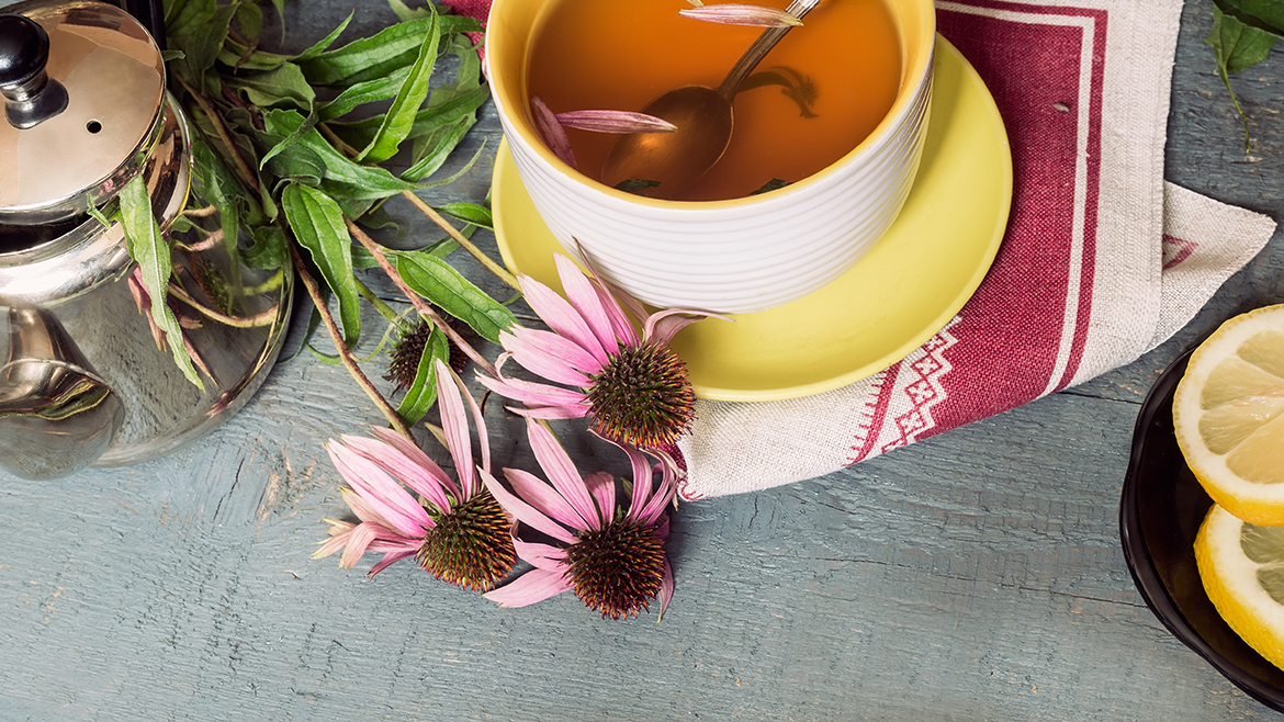 immunity boosting power of echinacea