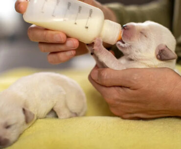 <div>A pet health company recalled certain puppy milk replacers nationwide due to inconsistent Vitamin D levels. (Credit: Getty Images)</div>