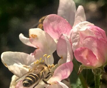 Apple yield depends on pollination, pruning, nutrition