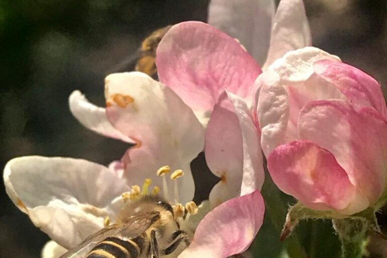 Apple yield depends on pollination, pruning, nutrition