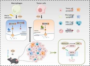 Natural compound PGG unlocks pyroptosis to boost anti-tumor immunity