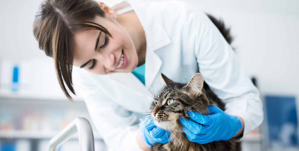 UBS Raises Petco Health and Wellness Company, Inc. (WOOF) Target Amid Growth Strategy