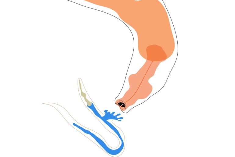 Vitamin B12 induziert die Weitergabe von Verhaltensänderungen über Generationen hinweg