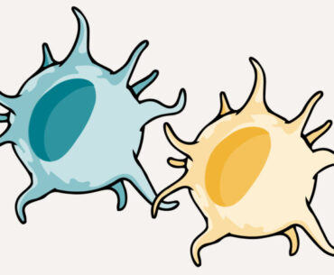 cartoon of two dendritic cells
