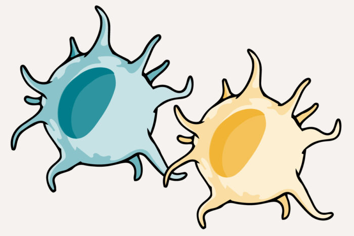 cartoon of two dendritic cells