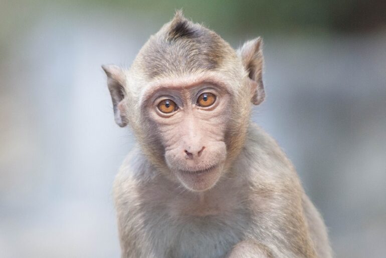 Vitamin C Alleviates Aging in Cynomolgus Monkeys