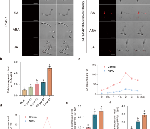 PsAvh109 suppresses SA-triggered immunity by mimicking TPL function to disrupt mediator complex assembly