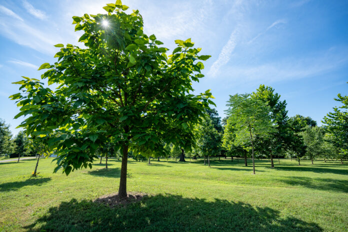 UofL study shows living near trees benefits the immune system – Lane Report