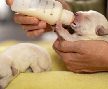 Supplement for newborn puppies sold nationwide recalled; see the impacted products