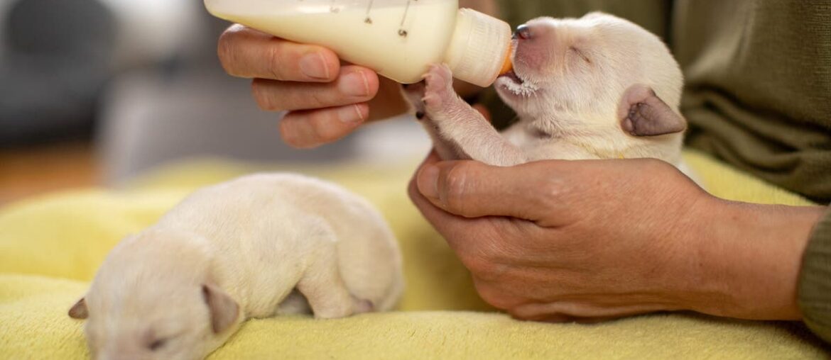 Supplement for newborn puppies sold nationwide recalled; see the impacted products