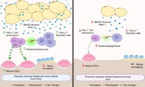 Bone marrow fat-driven immune suppression and bone loss pathway