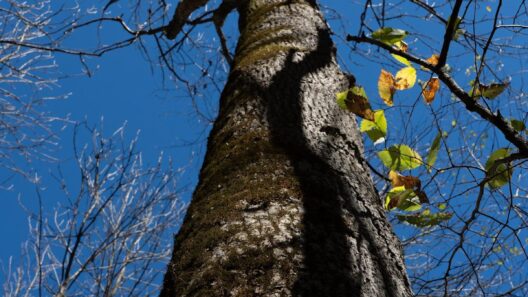Milbank uses herd immunity to save ash trees from beetles